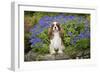 Cavalier King Charles Sitting in Garden-null-Framed Photographic Print