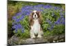 Cavalier King Charles Sitting in Garden-null-Mounted Photographic Print