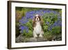 Cavalier King Charles Sitting in Garden-null-Framed Photographic Print