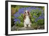 Cavalier King Charles Sitting in Garden-null-Framed Photographic Print