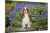 Cavalier King Charles Sitting in Garden-null-Mounted Photographic Print