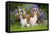 Cavalier King Charles' Sitting Together in Garden-null-Framed Stretched Canvas