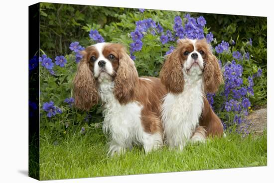 Cavalier King Charles' Sitting Together in Garden-null-Stretched Canvas