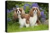 Cavalier King Charles' Sitting Together in Garden-null-Stretched Canvas