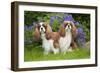 Cavalier King Charles' Sitting Together in Garden-null-Framed Photographic Print