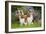 Cavalier King Charles' Sitting Together in Garden-null-Framed Photographic Print