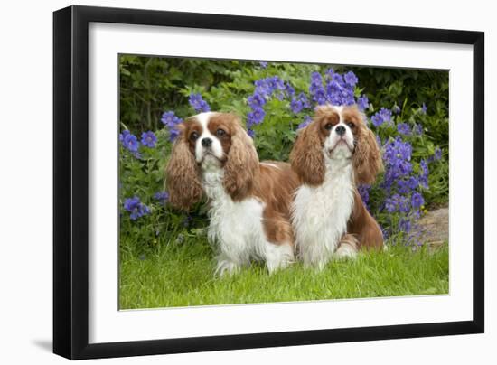 Cavalier King Charles' Sitting Together in Garden-null-Framed Photographic Print