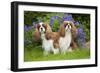 Cavalier King Charles' Sitting Together in Garden-null-Framed Photographic Print