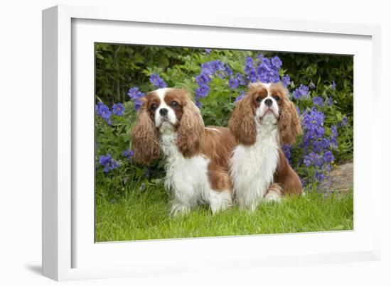 Cavalier King Charles' Sitting Together in Garden-null-Framed Photographic Print