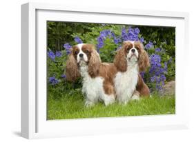 Cavalier King Charles' Sitting Together in Garden-null-Framed Photographic Print