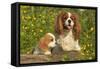 Cavalier King Charles Spaniel Dog Adult and Puppy-null-Framed Stretched Canvas