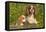 Cavalier King Charles Spaniel Dog Adult and Puppy-null-Framed Stretched Canvas