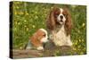 Cavalier King Charles Spaniel Dog Adult and Puppy-null-Stretched Canvas