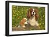 Cavalier King Charles Spaniel Dog Adult and Puppy-null-Framed Photographic Print