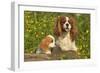 Cavalier King Charles Spaniel Dog Adult and Puppy-null-Framed Photographic Print
