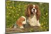 Cavalier King Charles Spaniel Dog Adult and Puppy-null-Mounted Photographic Print