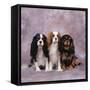 Cavalier King Charles Spaniel Dog Three in Line-null-Framed Stretched Canvas