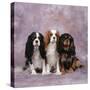 Cavalier King Charles Spaniel Dog Three in Line-null-Stretched Canvas