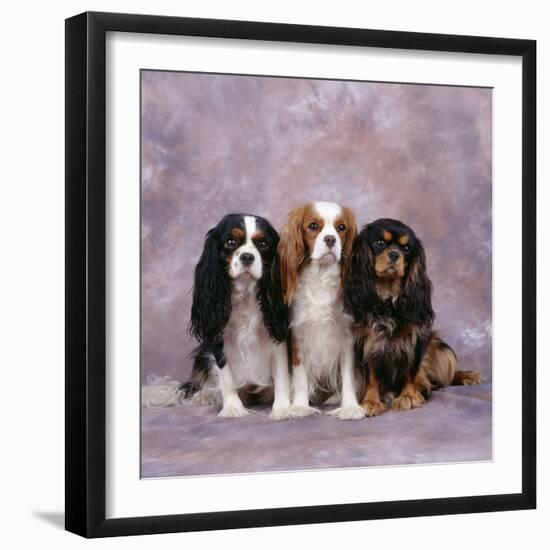 Cavalier King Charles Spaniel Dog Three in Line-null-Framed Photographic Print