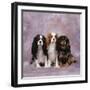Cavalier King Charles Spaniel Dog Three in Line-null-Framed Photographic Print