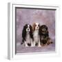 Cavalier King Charles Spaniel Dog Three in Line-null-Framed Photographic Print