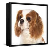 Cavalier King Charles Spaniel Dog-Lilun-Framed Stretched Canvas