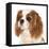 Cavalier King Charles Spaniel Dog-Lilun-Framed Stretched Canvas