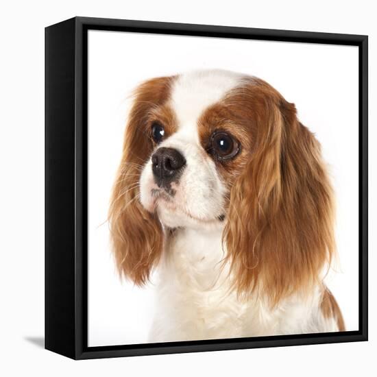 Cavalier King Charles Spaniel Dog-Lilun-Framed Stretched Canvas