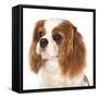 Cavalier King Charles Spaniel Dog-Lilun-Framed Stretched Canvas