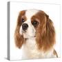 Cavalier King Charles Spaniel Dog-Lilun-Stretched Canvas