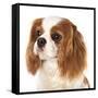 Cavalier King Charles Spaniel Dog-Lilun-Framed Stretched Canvas