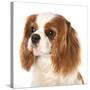 Cavalier King Charles Spaniel Dog-Lilun-Stretched Canvas