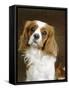 Cavalier King Charles Spaniel Dog-null-Framed Stretched Canvas