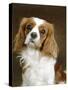 Cavalier King Charles Spaniel Dog-null-Stretched Canvas