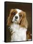 Cavalier King Charles Spaniel Dog-null-Framed Stretched Canvas