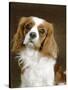 Cavalier King Charles Spaniel Dog-null-Stretched Canvas