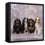 Cavalier King Charles Spaniel Dog-null-Framed Stretched Canvas