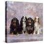 Cavalier King Charles Spaniel Dog-null-Stretched Canvas