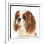 Cavalier King Charles Spaniel Dog-Lilun-Framed Photographic Print