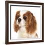 Cavalier King Charles Spaniel Dog-Lilun-Framed Photographic Print