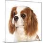 Cavalier King Charles Spaniel Dog-Lilun-Mounted Photographic Print