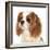 Cavalier King Charles Spaniel Dog-Lilun-Framed Photographic Print