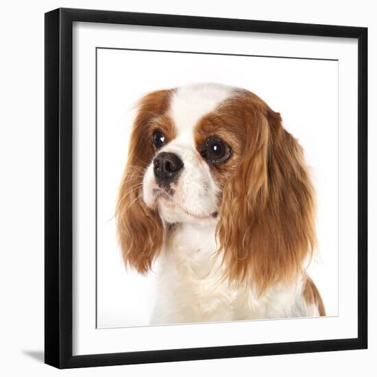 Cavalier King Charles Spaniel Dog-Lilun-Framed Photographic Print