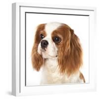 Cavalier King Charles Spaniel Dog-Lilun-Framed Photographic Print