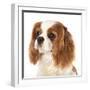 Cavalier King Charles Spaniel Dog-Lilun-Framed Photographic Print