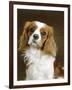 Cavalier King Charles Spaniel Dog-null-Framed Photographic Print