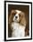 Cavalier King Charles Spaniel Dog-null-Framed Photographic Print