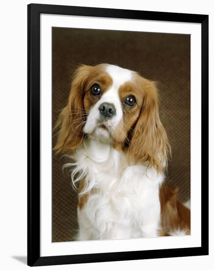 Cavalier King Charles Spaniel Dog-null-Framed Photographic Print