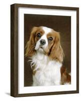 Cavalier King Charles Spaniel Dog-null-Framed Photographic Print