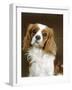 Cavalier King Charles Spaniel Dog-null-Framed Photographic Print